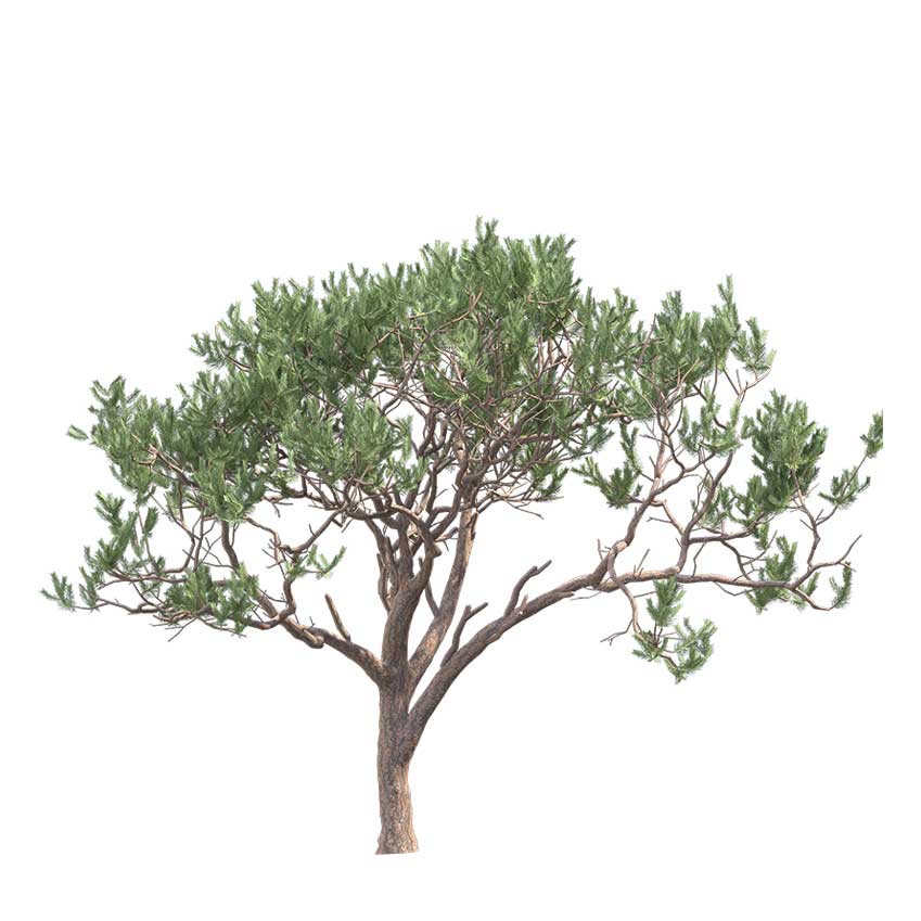 Pinus Pinaster - Maritime Pine 02